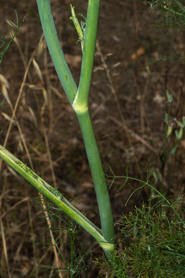 Foeniculum vulgare (subsp. piperitum)